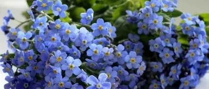 НЕЗАБУДКИ